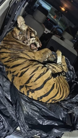 Harimau Malaya yang diancam kepupusan,masih adalagi yg berhati iblis?